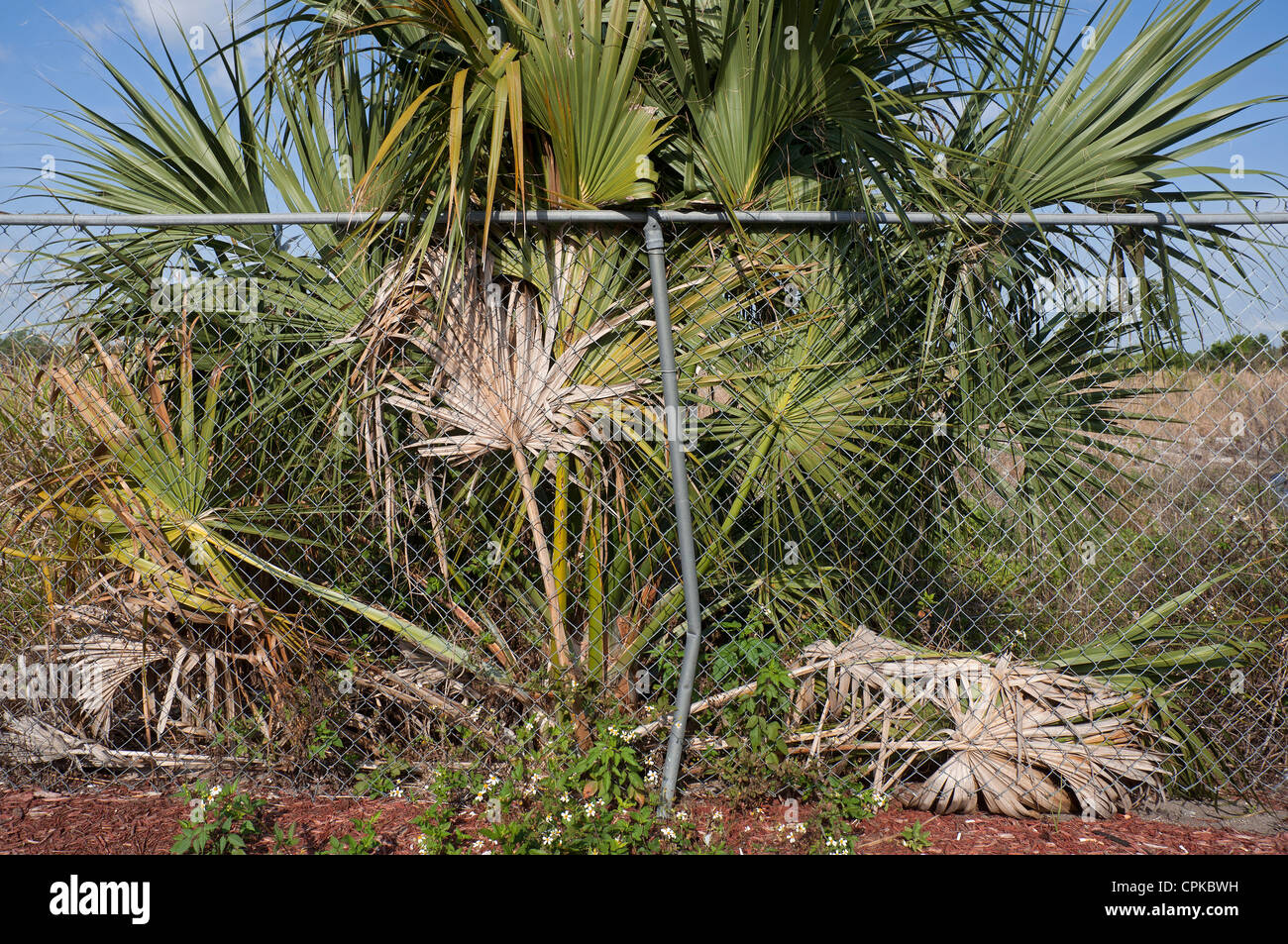 Sabal Palm tree growing next to chain link fence in Cocoa Florida Stock