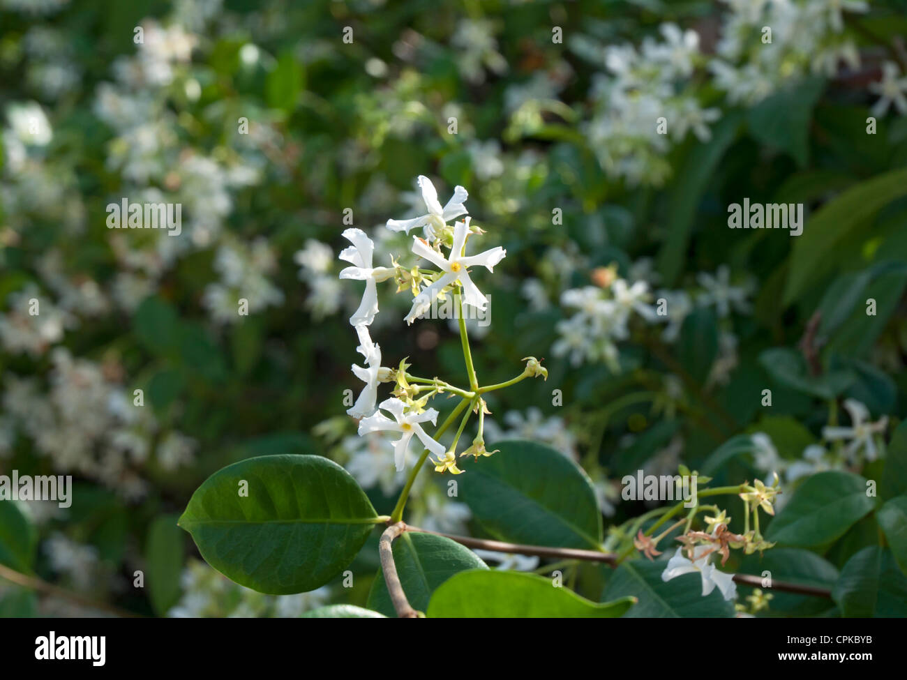 Star or Confederate Jasmine hedge (Trachelospermum jasminoides) Cocoa Florida Stock Photo