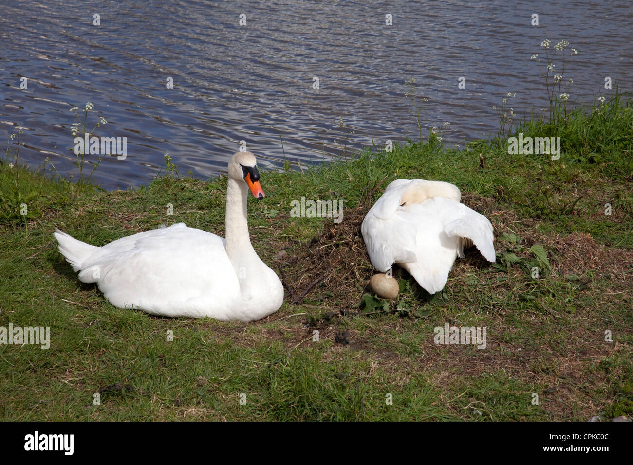 A Mute Swan and her mate nesting on Millbrook Lake, Cornwall,UK. The egg has been rejected by the birds as unfit for hatching. Stock Photo