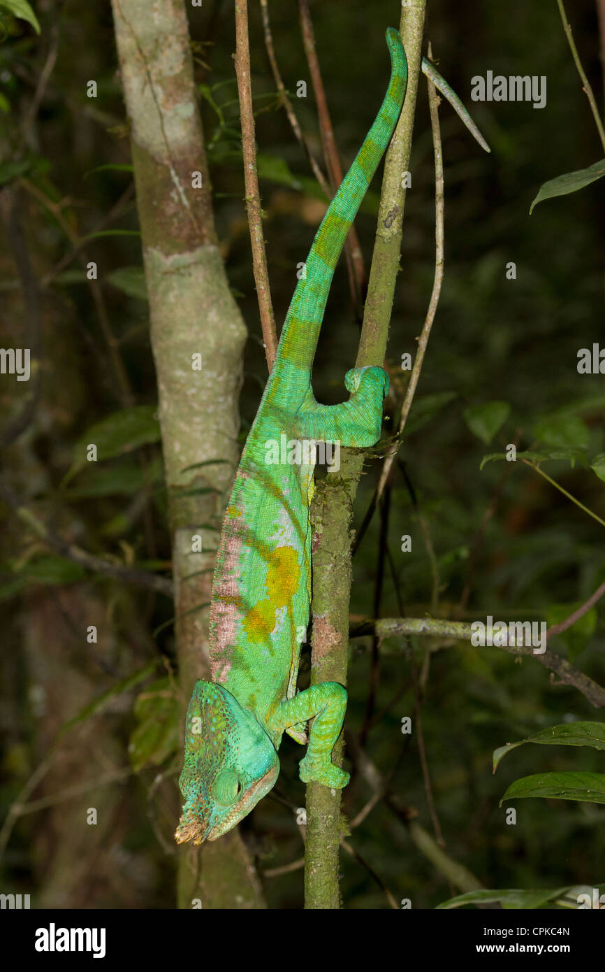 Parson's chameleon (Calumma parsonii), Analamazaotra Special Reserve, Andasibe Madagascar Stock Photo