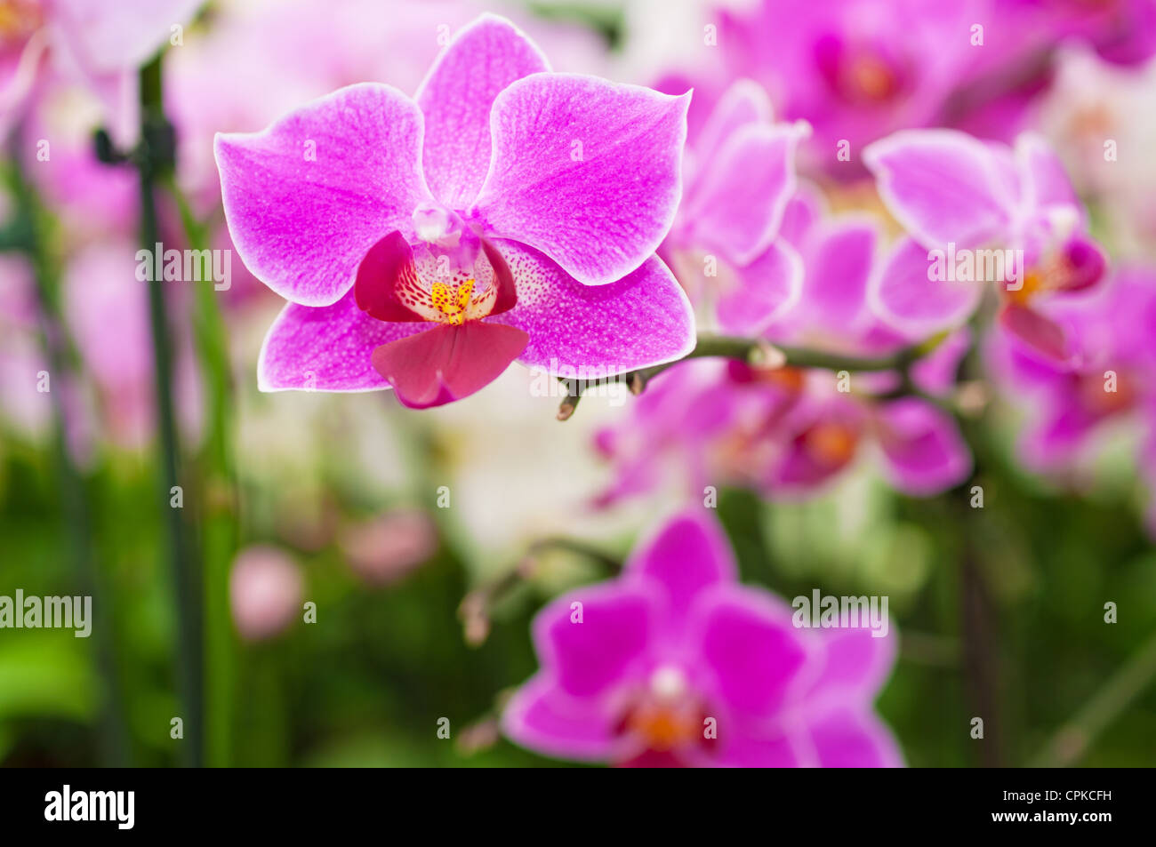 Orchid closeup Stock Photo