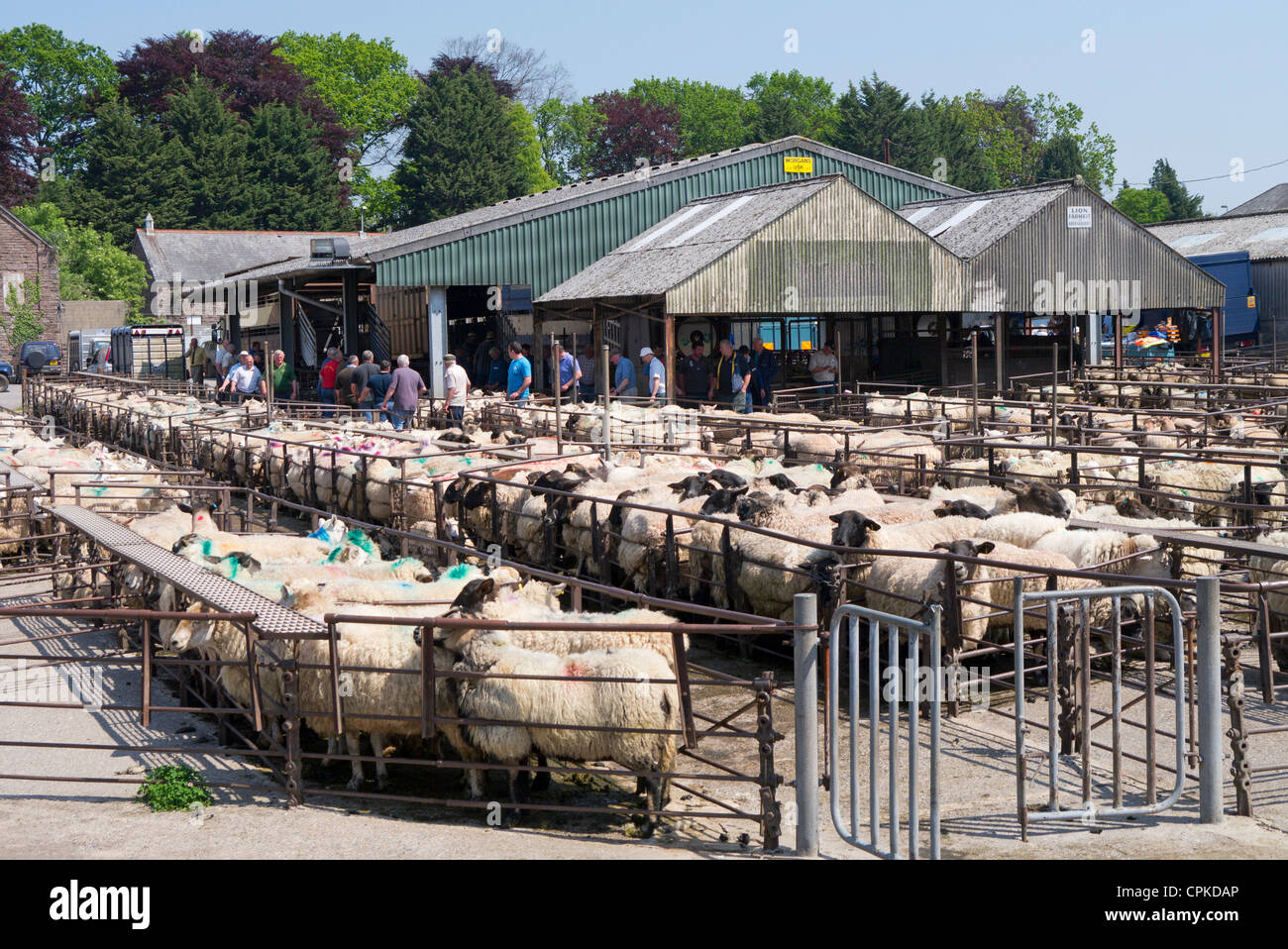 Abergavenny cattle market sheep, Wales UK Stock Photo