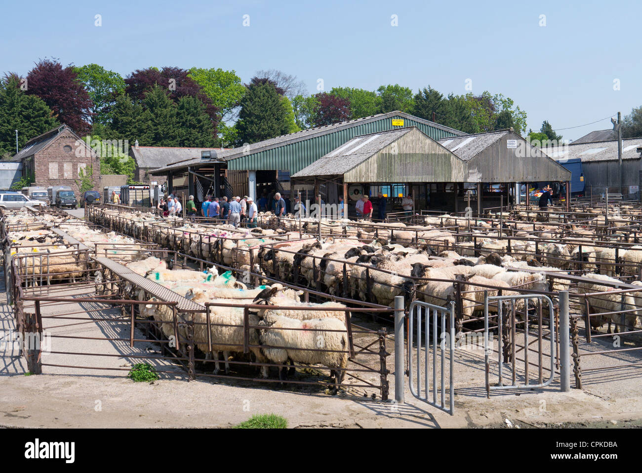 Cattle market hires stock photography and images Alamy