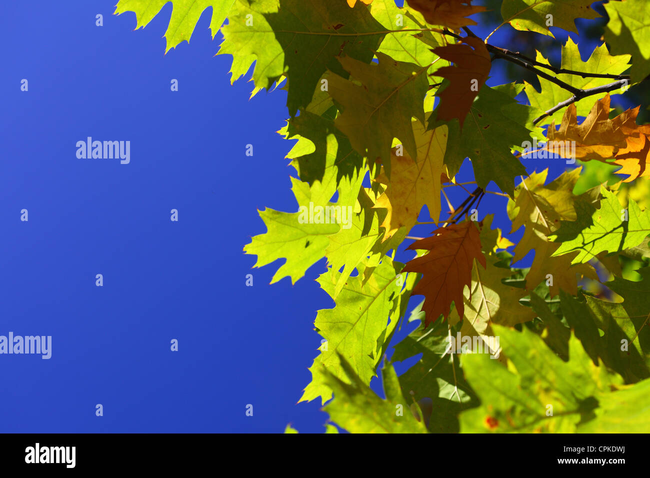 Oak leaves autumnal hi-res stock photography and images - Alamy
