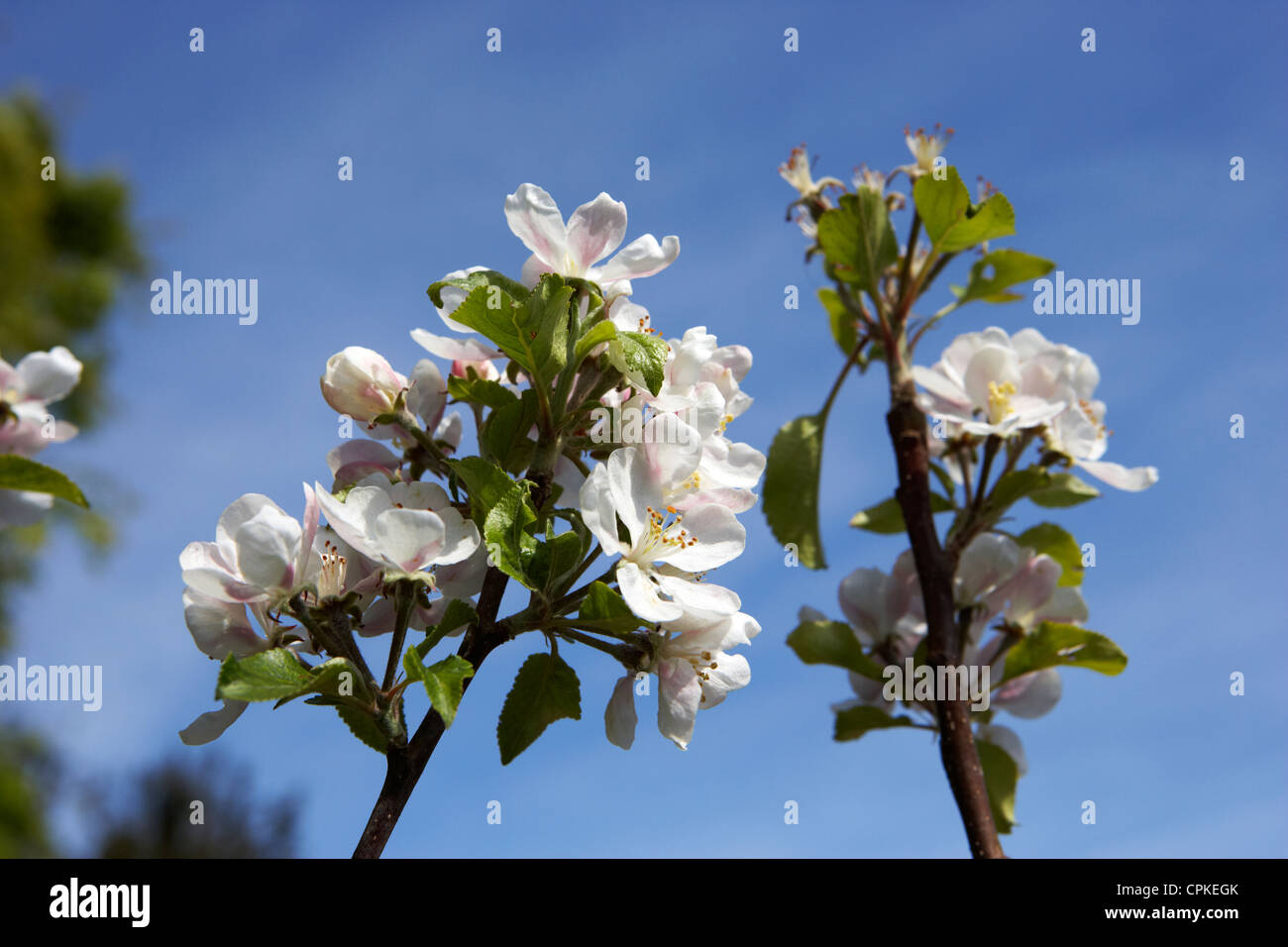 apple blossoms on a discovery apple tree Stock Photo