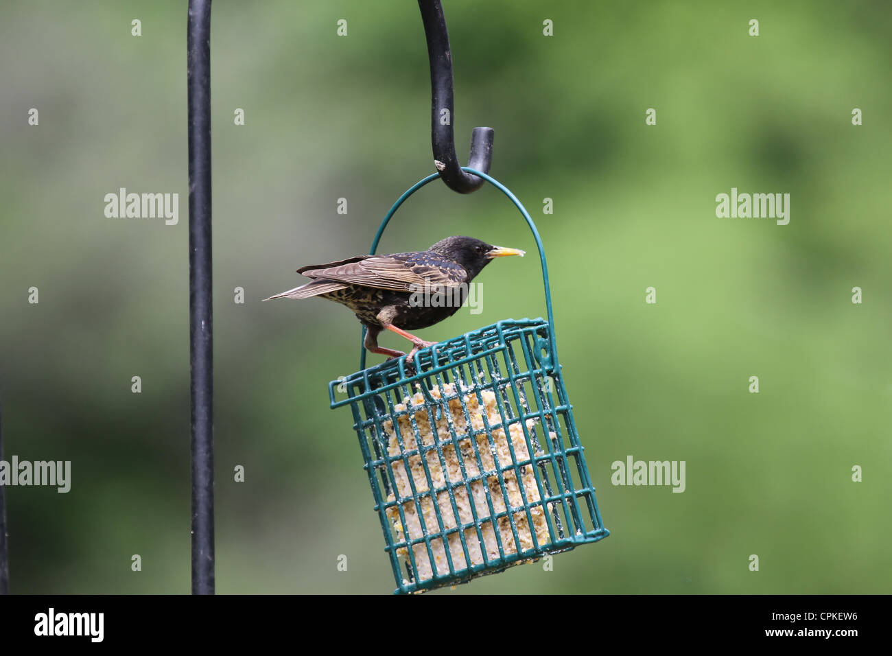 A Europeon Starling Feeding At A Wire Bird Feeder Stock Photo