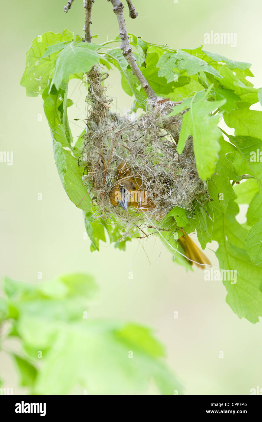 Female Baltimore Oriole Nest Building - vertical bird songbird avian Stock Photo