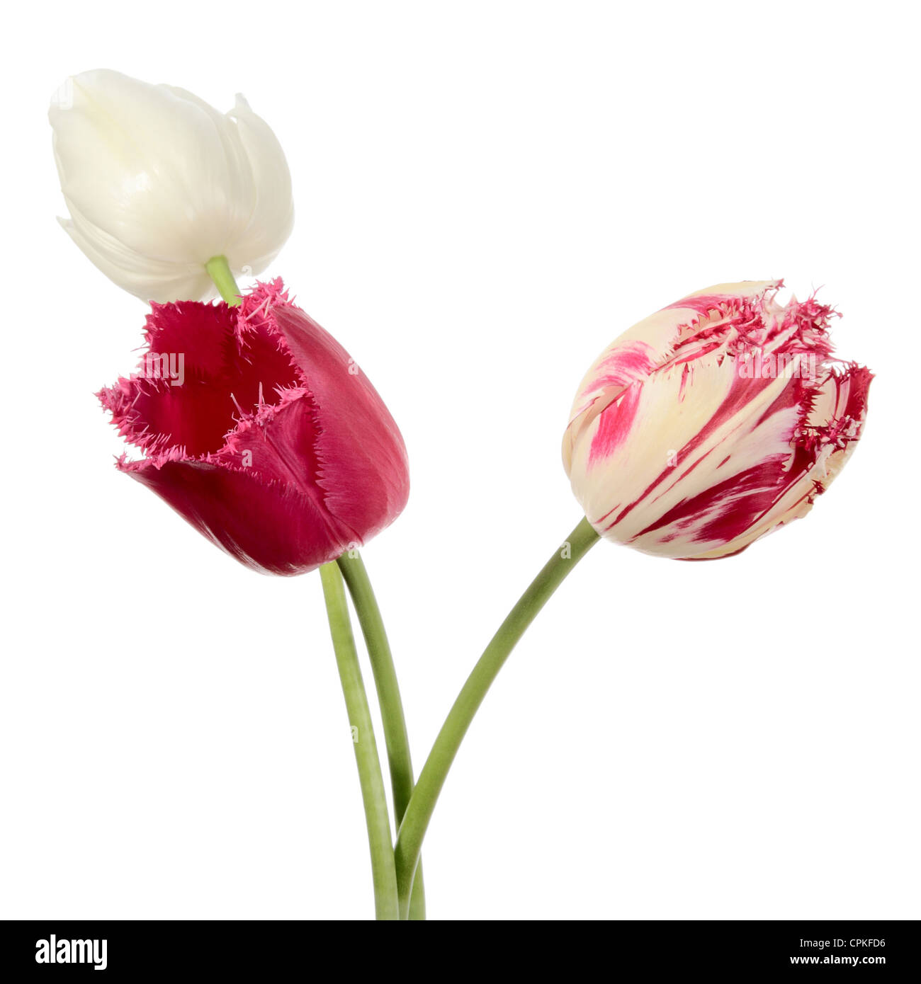 Tulips. Three flowers isolated on white Stock Photo