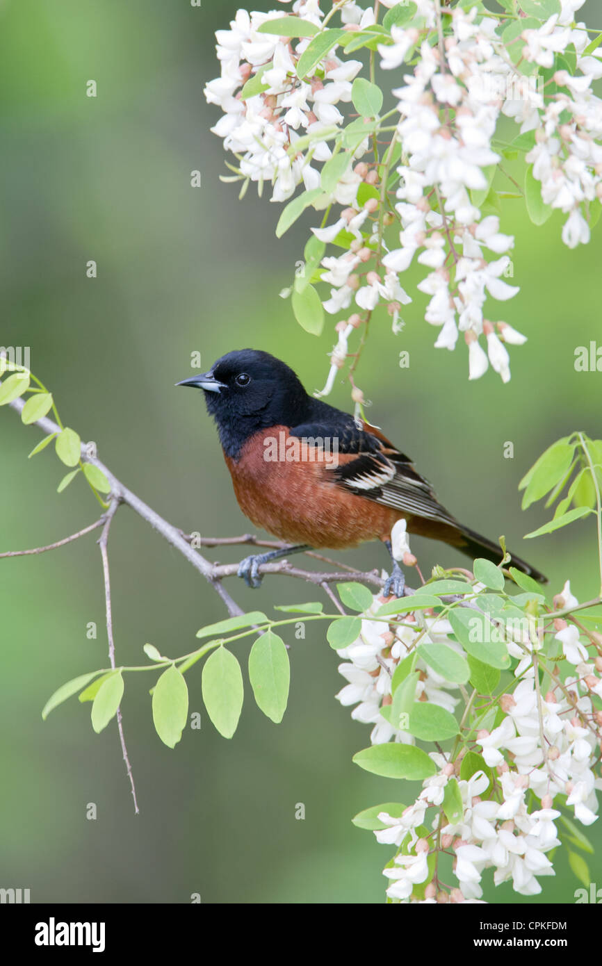 Orchard Oriole in Black Locust Flowers Stock Photo