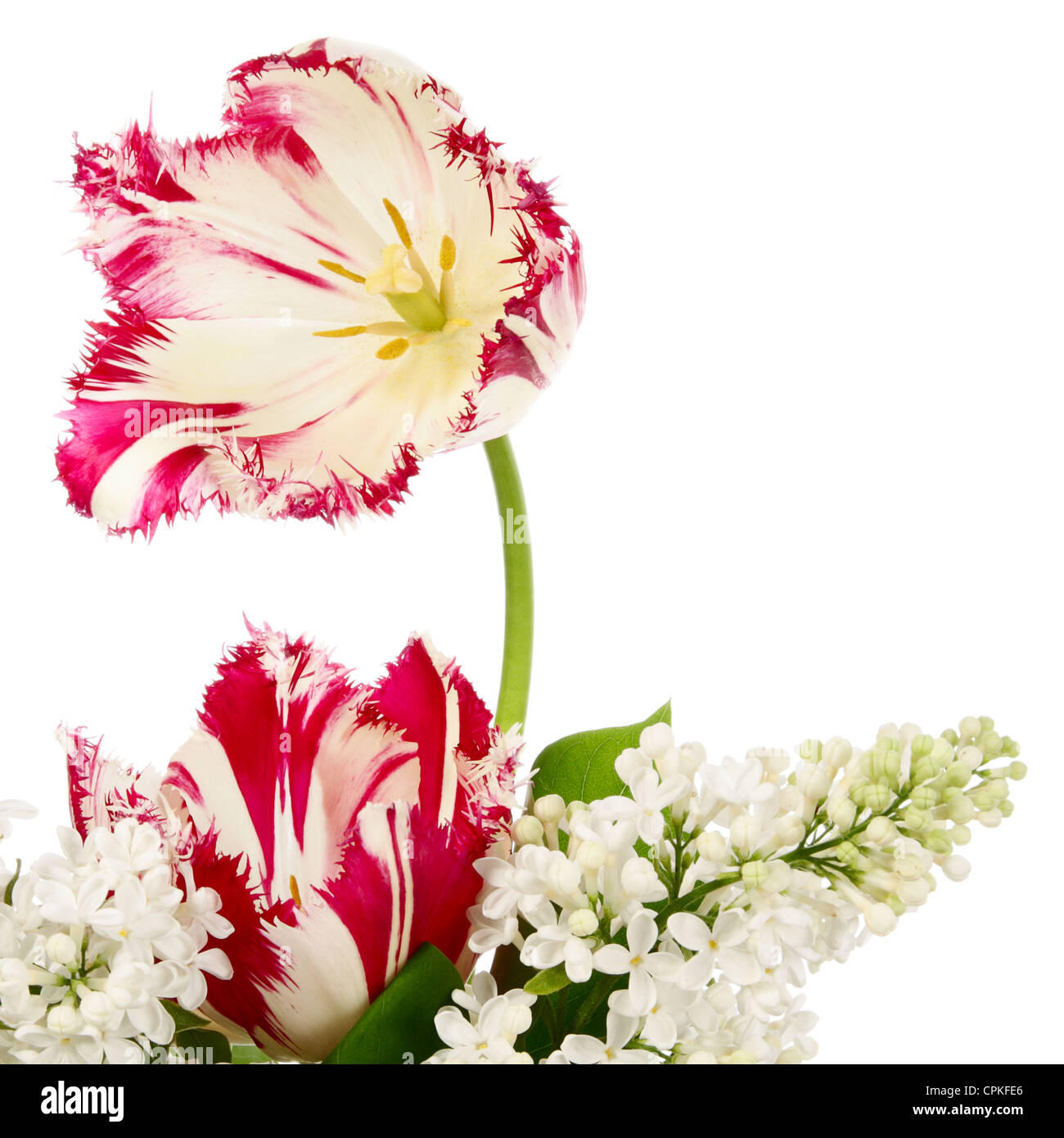 Tulips and lilac. Flowers on a white background Stock Photo