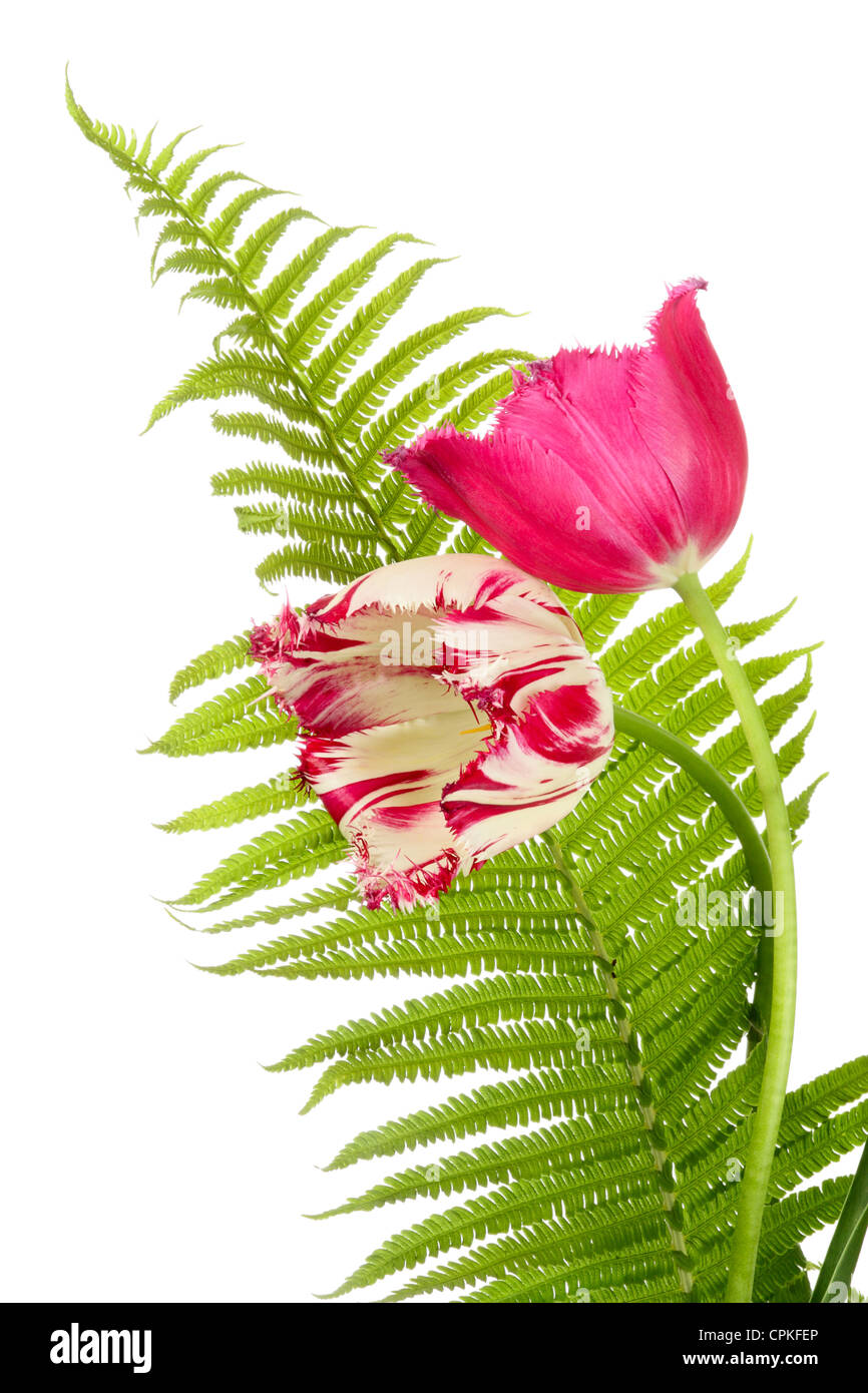 Flower composition. Tulips and fern on a white background Stock Photo
