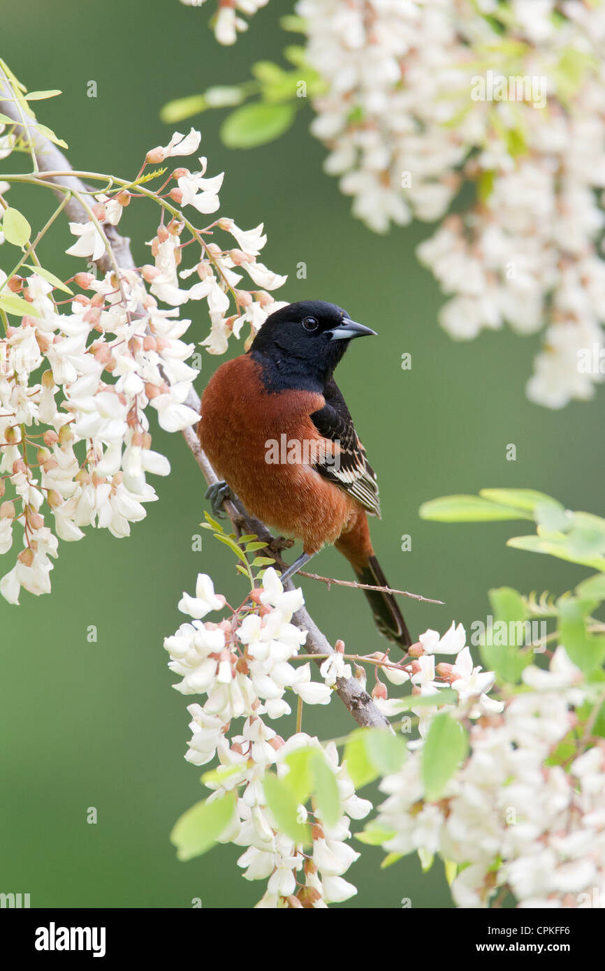 Orchard Oriole bird songbird perched perching in Black Locust Flowers blooms blossoms - vertical Stock Photo