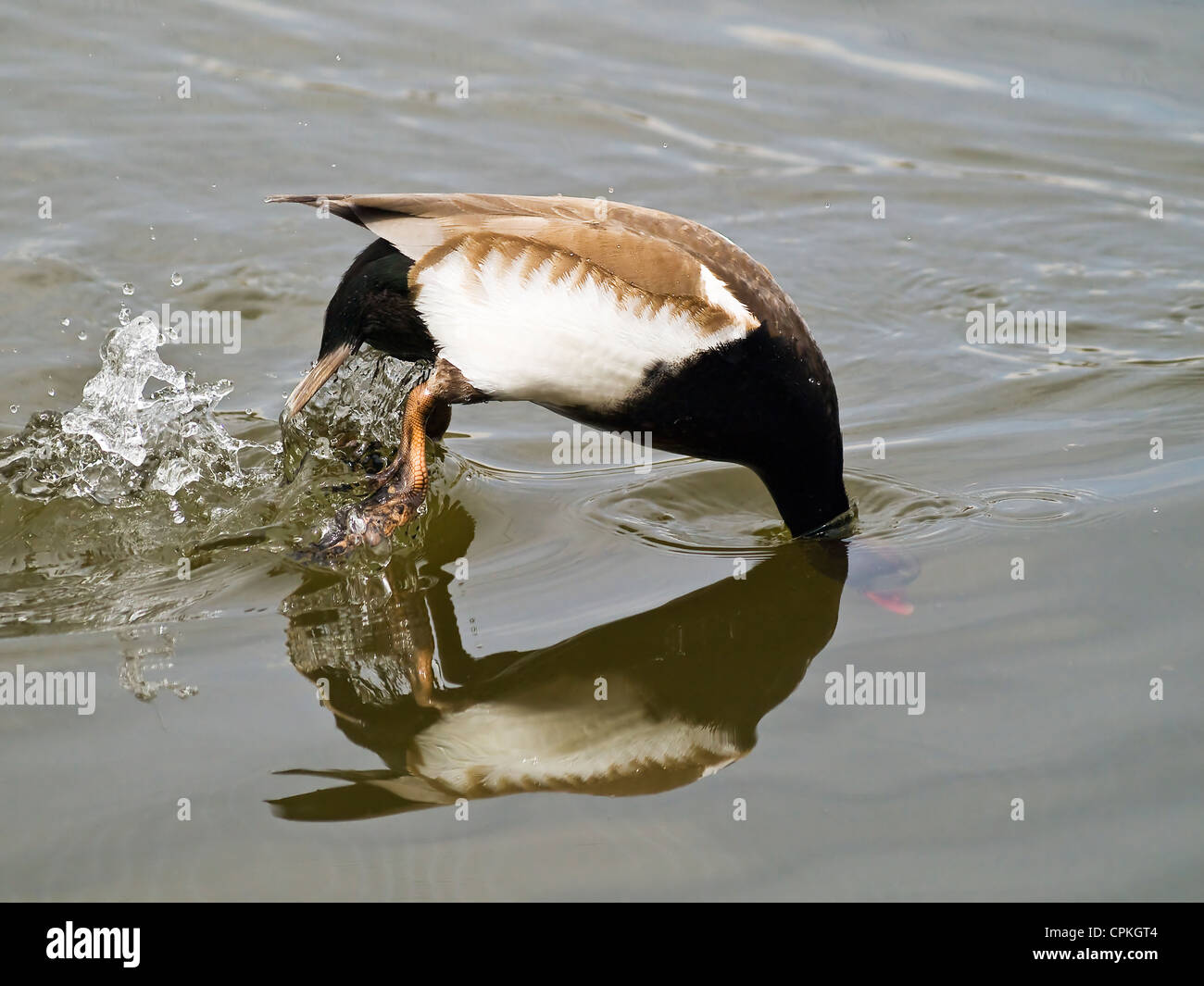 duck diving Stock Photo Alamy