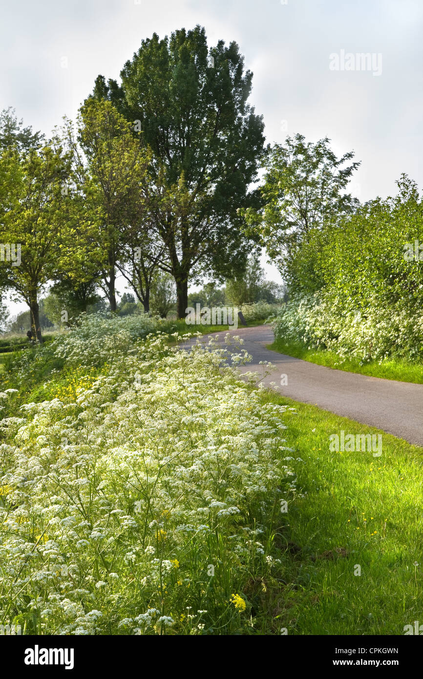Country path with blooming Cow parsley in spring Stock Photo