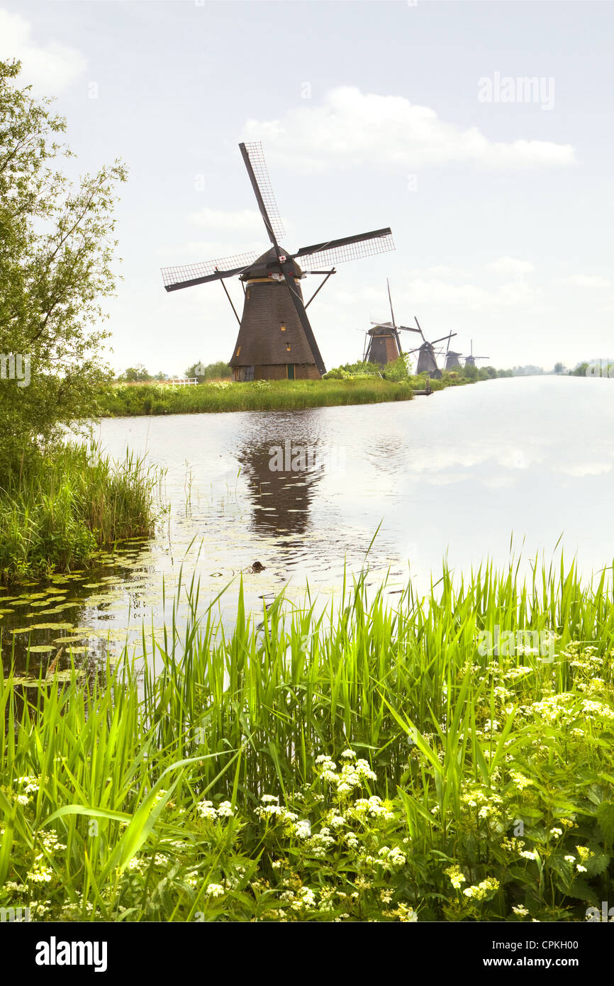 Row of windmills in Kinderdijk, the Netherlands in spring with blooming Cow parsley Stock Photo