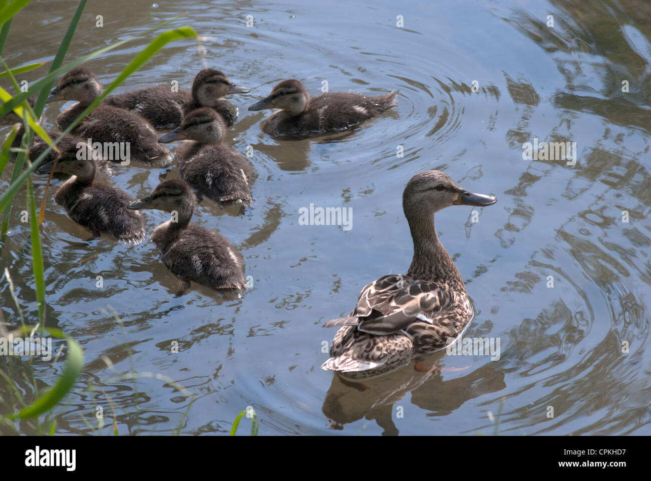 family of wild ducks Stock Photo Alamy