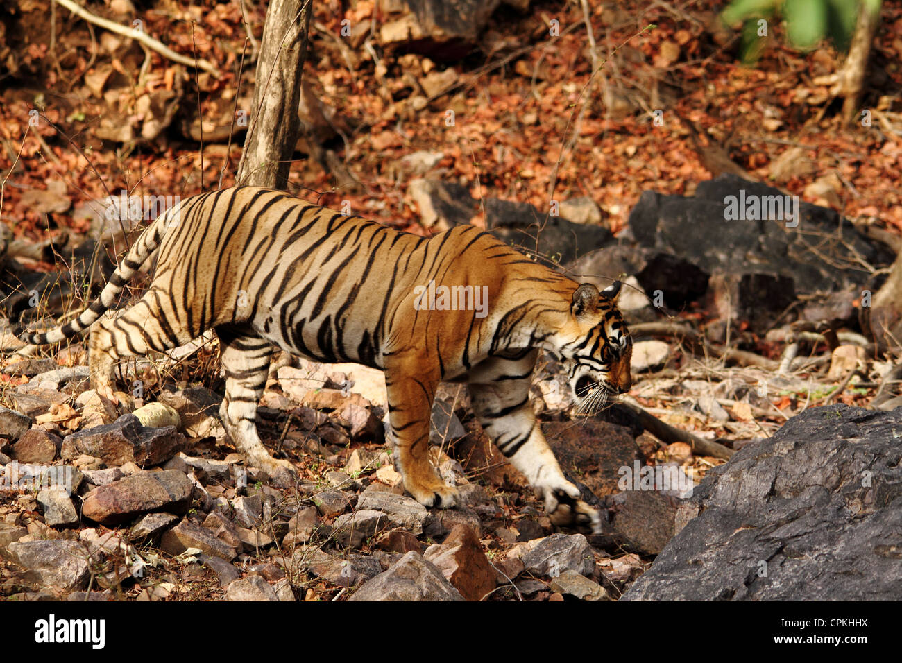 Tiger (Panthera tigris) walking through rocky field at  Ranthambore National Park, Rajasthan, India, Asia Stock Photo