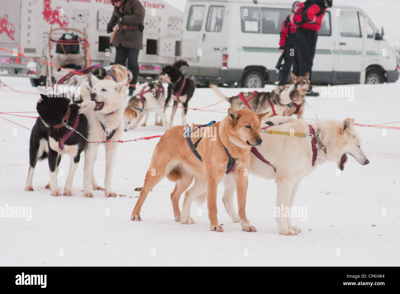 A team of husky dogs attached by their harnesses to their sled waiting ...