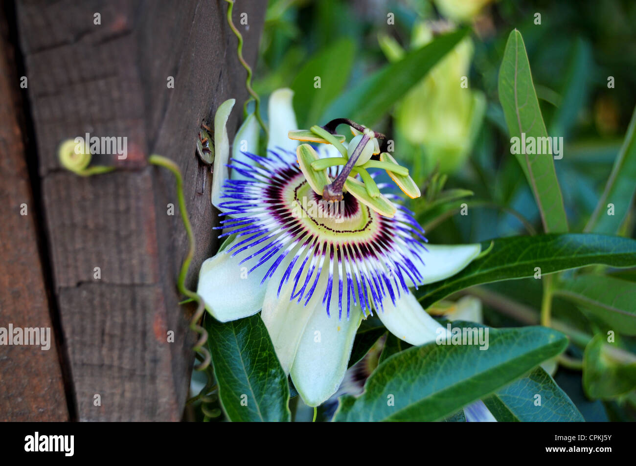 Closeup of blooming exotic flower passiflora in garden Stock Photo
