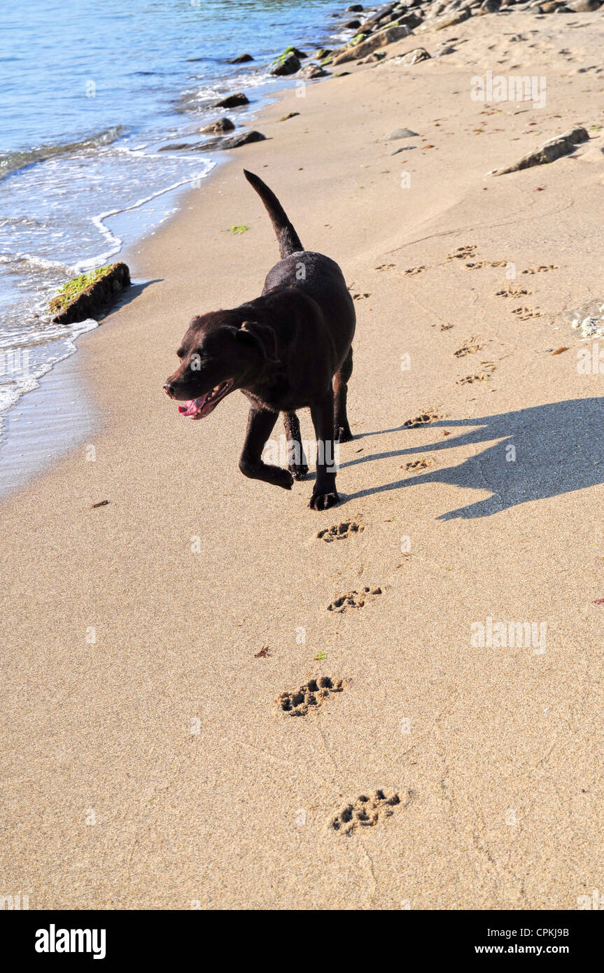 Beautiful brown labrador dog running on the beach Stock Photo