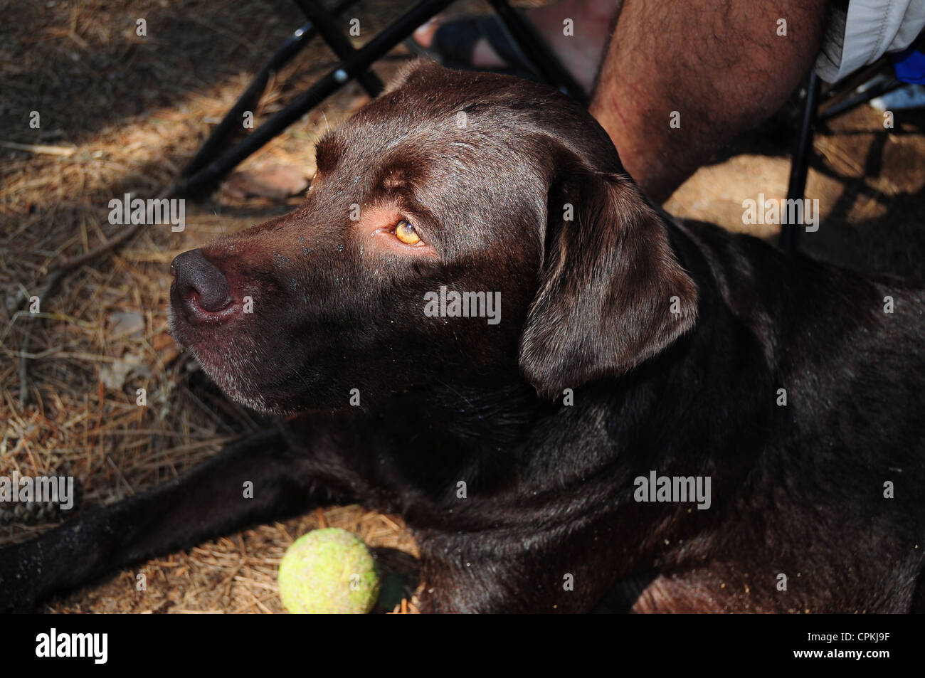 Closeup photo of beautiful brown labrador dog Stock Photo