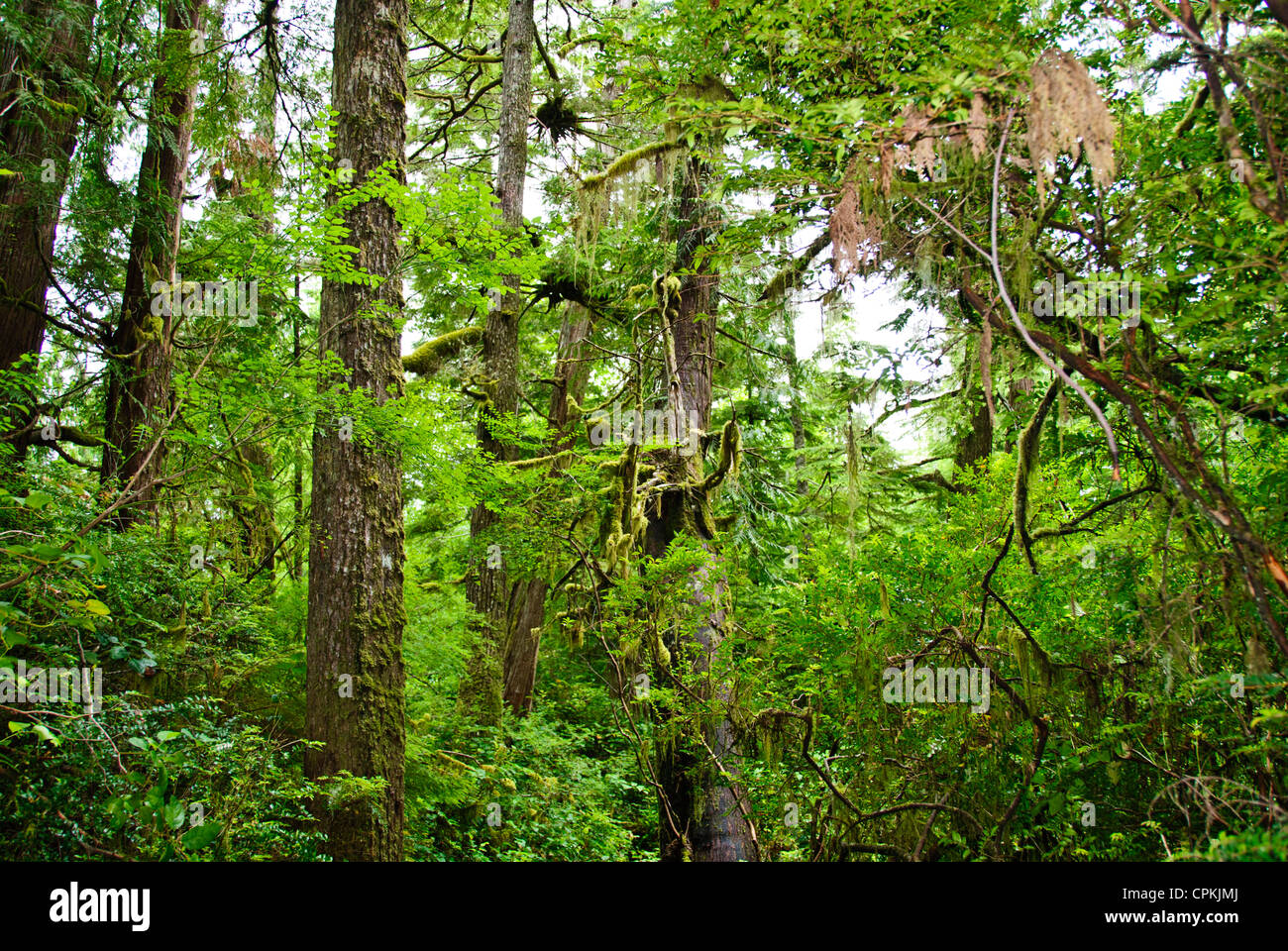 Ucluelet Homes Weekend Retreats Cabins Recreational Area Home To
