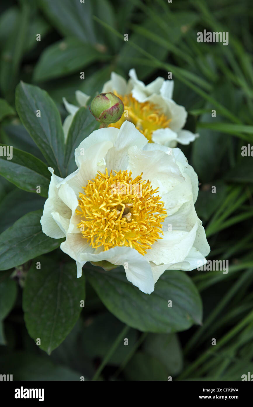 Paeonia Claire De Lune Stock Photo Alamy Paeonia Claire De Lune Stock Photo Alamy