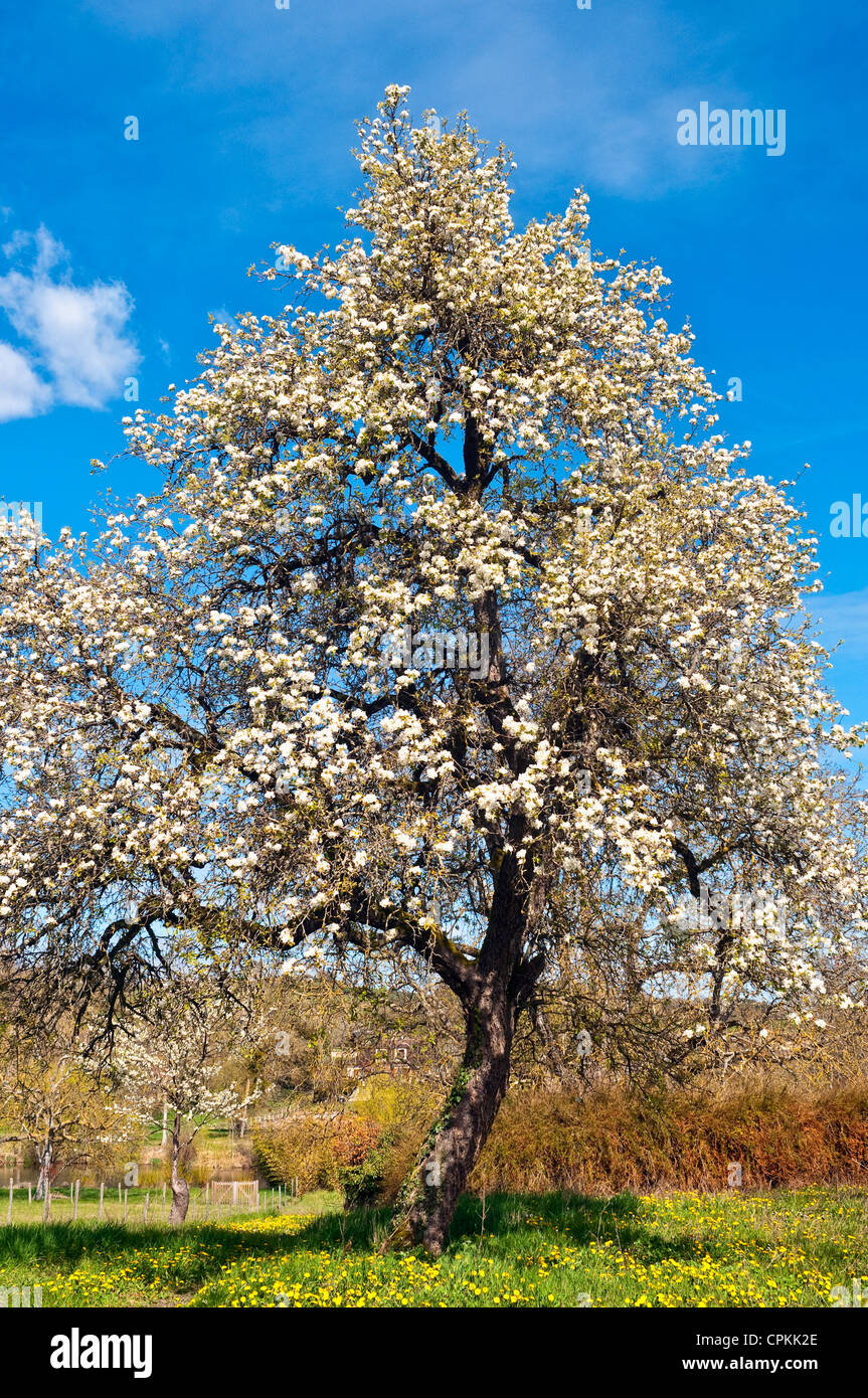 Flowering Wild Pear tree blossom - sud-Touraine, France. Stock Photo