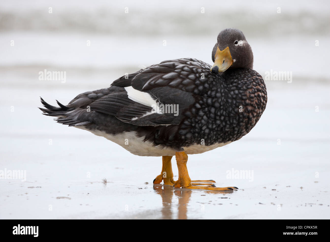 Falkland Steamer-Duck (Tachyeres Brachypterus) Female On A Beach On ...