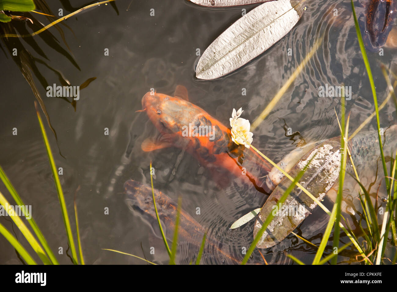 View of Garden water feature algae hi-res stock photography and images - Alamy