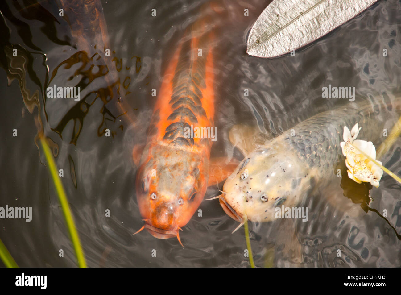 Garden water feature algae hi-res stock photography and images - Alamy - Water Parrot Cage With Algae Eating