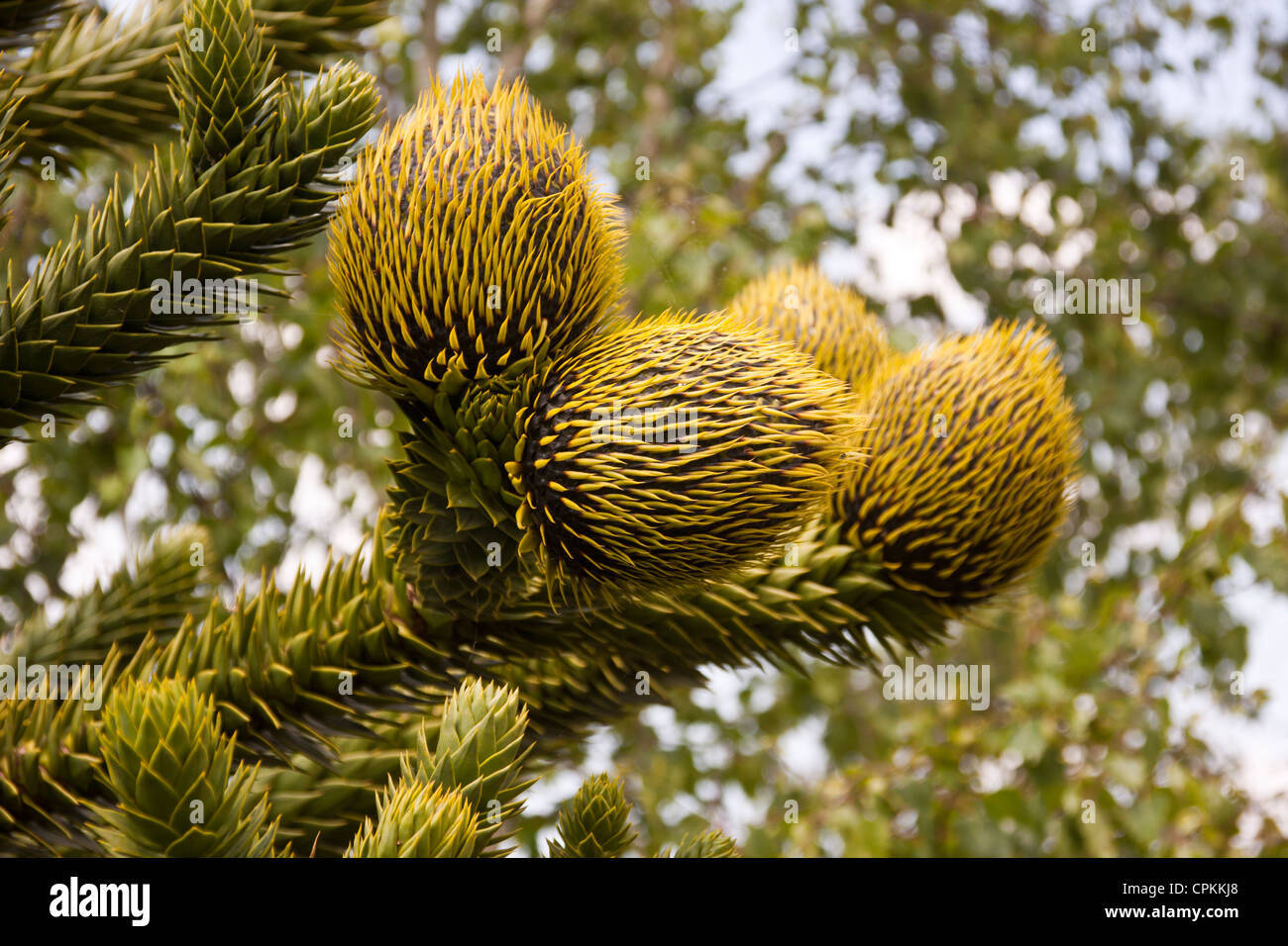 Female cones the monkey puzzle tree hi-res stock photography and images -  Alamy