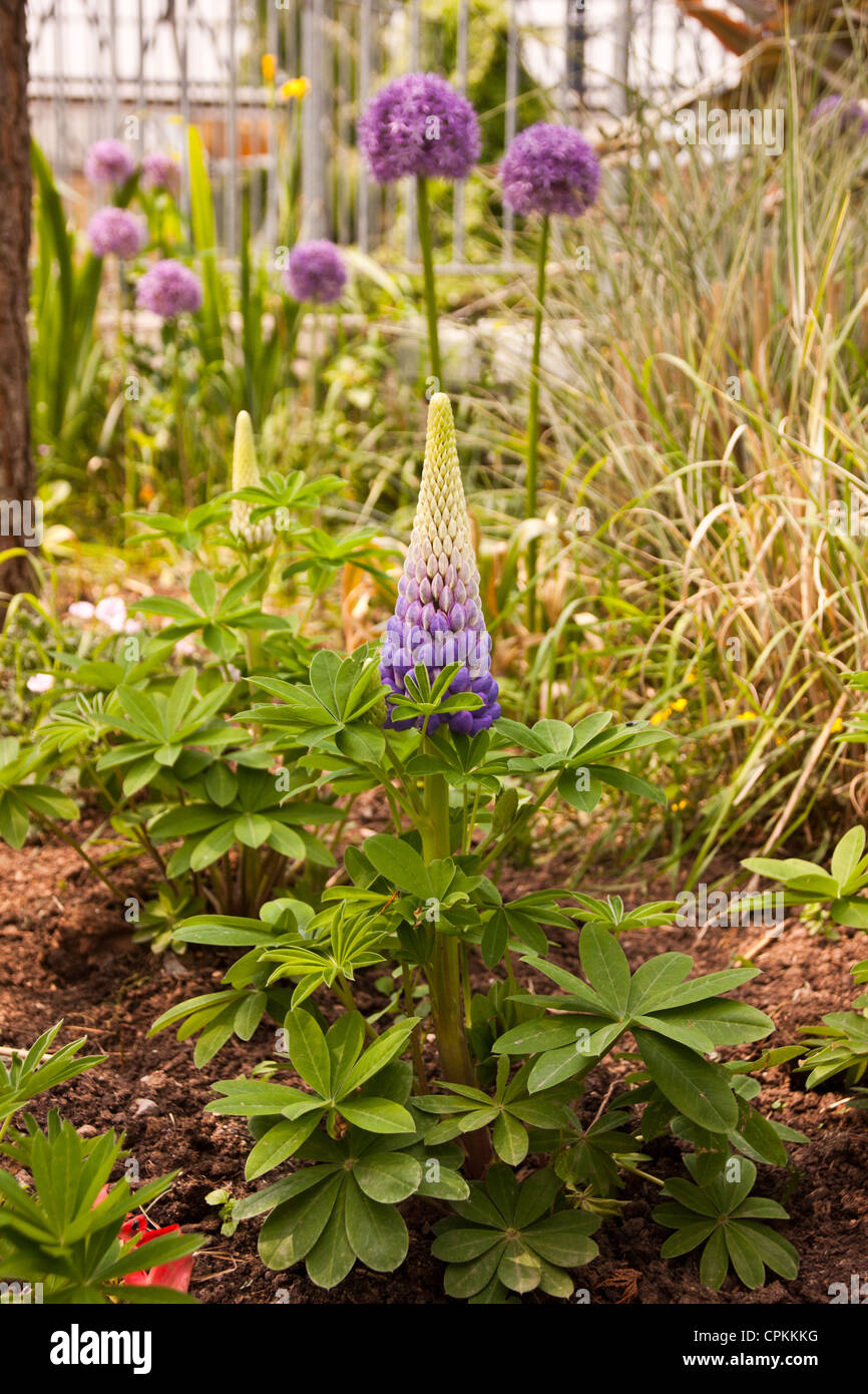 Lupinus, lupins lupines is a genus in the legume family (Fabaceae). Stock Photo