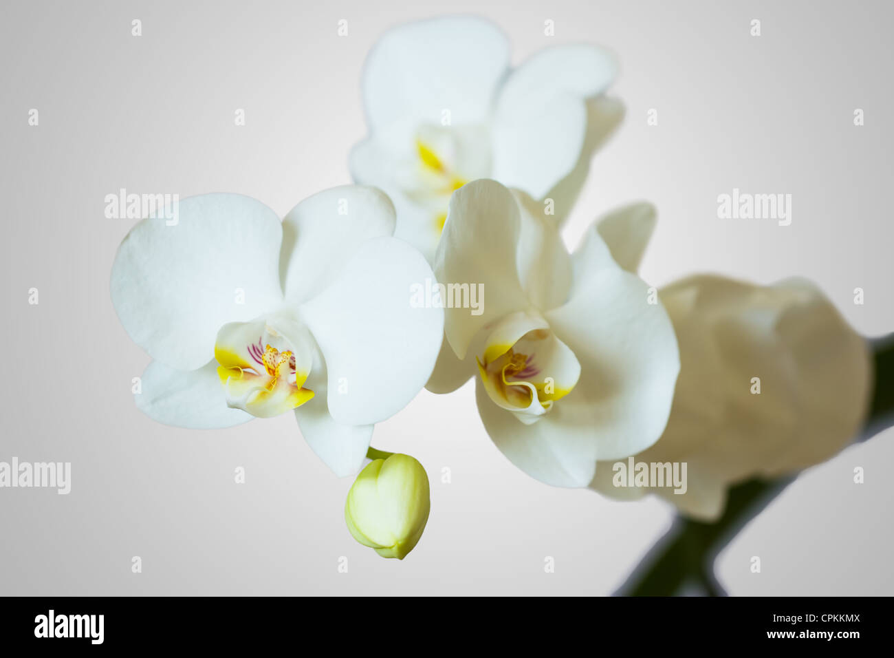 White Orchid flowers on a gray background Stock Photo