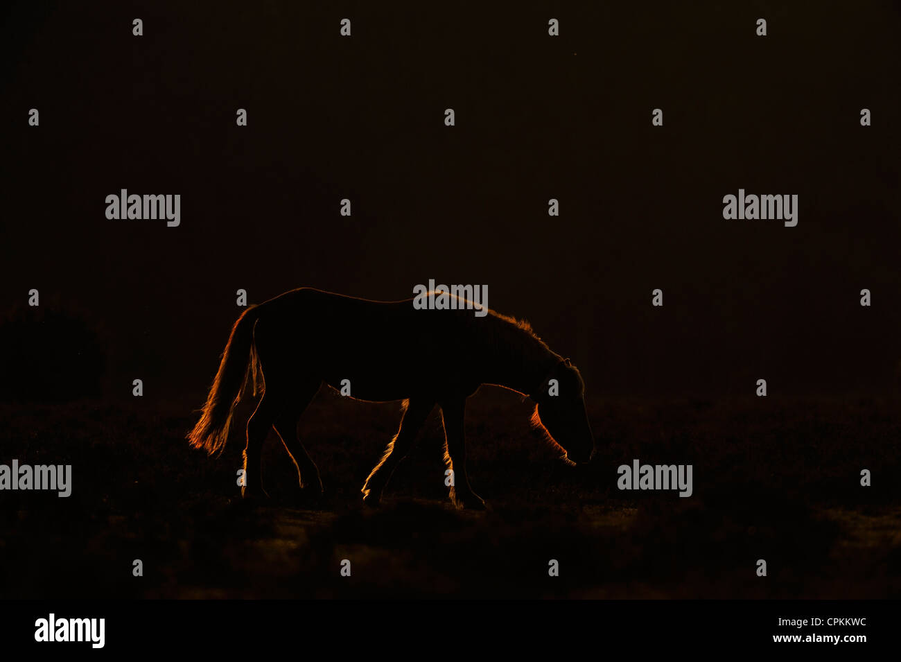 Silhouette of a New Forest pony at sunset Stock Photo