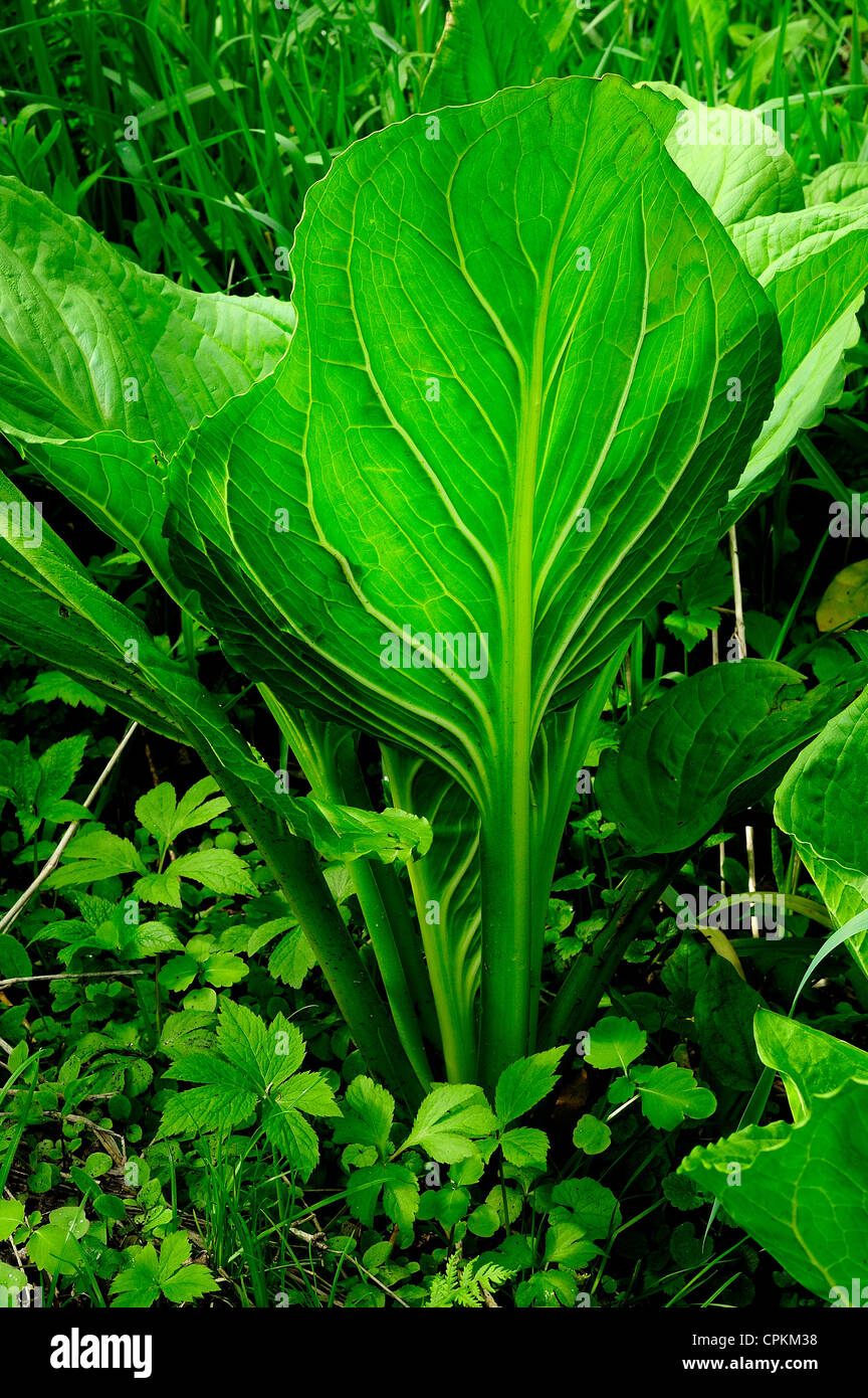 Eastern Skunk Cabbage, Clumpfoot Cabbage, Foetid Pothos, Meadow Cabbage