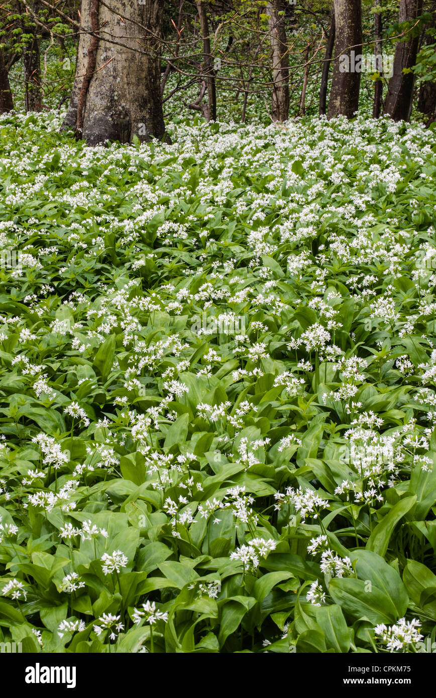 Ramsons, Wild Garlic, (Allium ursinum), flowering and growing wild in woodland, Dorset, England, UK Stock Photo