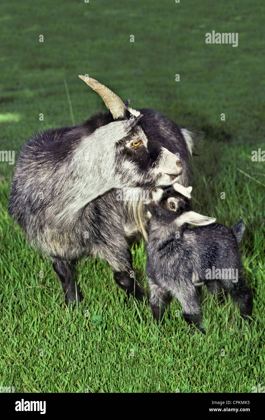 Nanny or doe Pygmy goat with kid nuzzling, Missouri USA Stock Photo