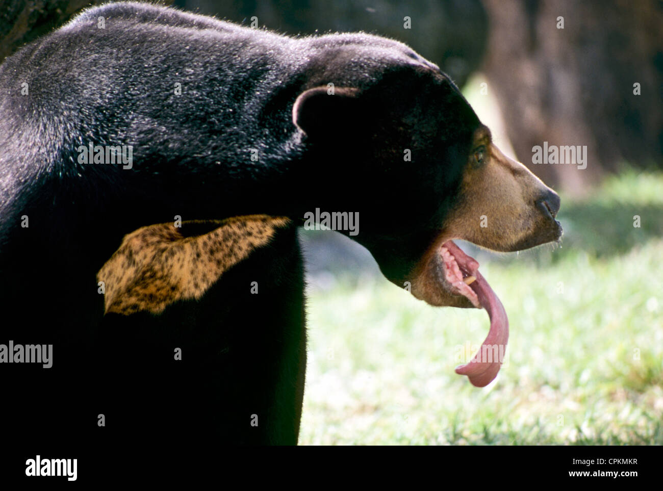 Malayan Sun Bear, Ursus malayanus, yawning with very long tongue Stock Photo