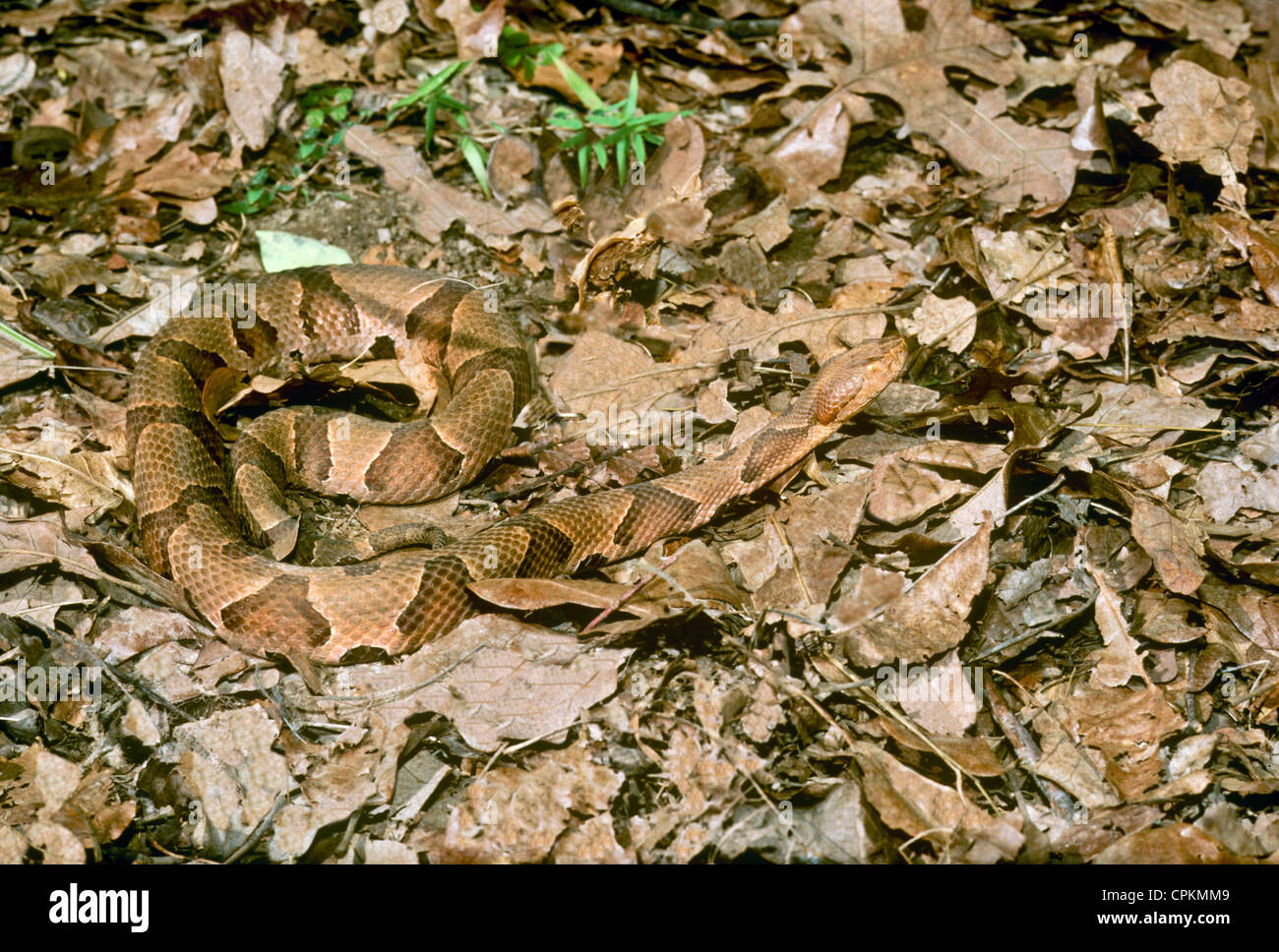 Copperhead snake (Agkistrodon Contortrix) in fall leaves, a great example of camouflage Stock Photo