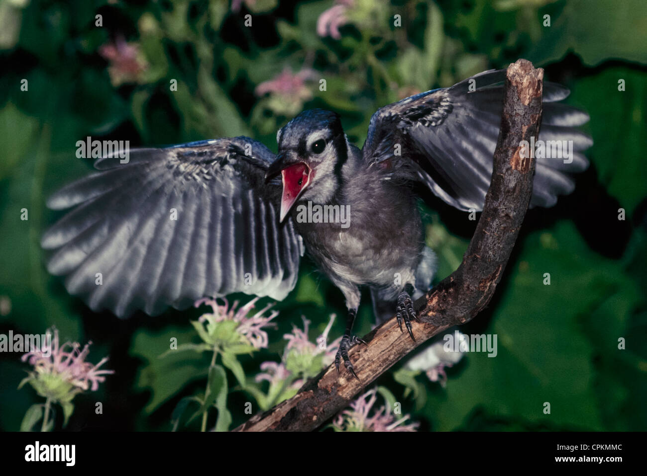 Baby Blue Jays High Resolution Stock Photography And Images Alamy Baby Blue Jays High Resolution Stock Photography And Images Alamy