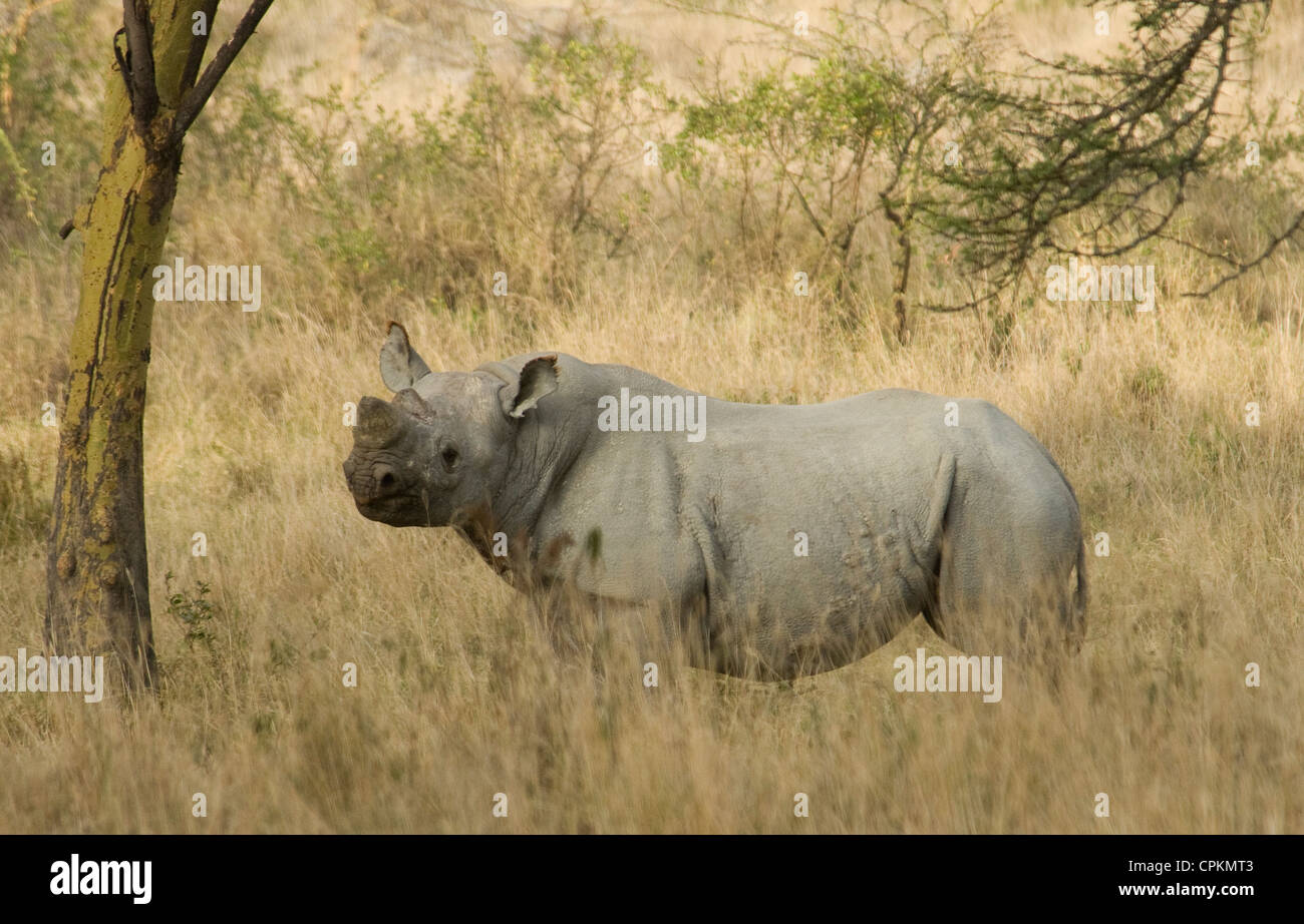 Black rhino standing Stock Photo