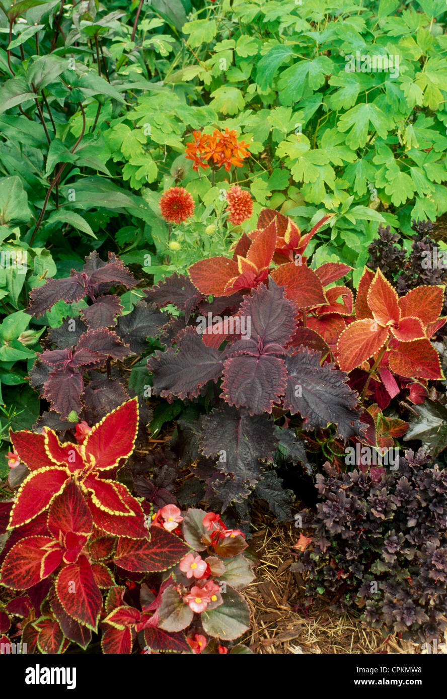 Mixed orange and brown-red Coleus plants with begonia for a colorful and color co-ordinated garden, Missouri USA Stock Photo