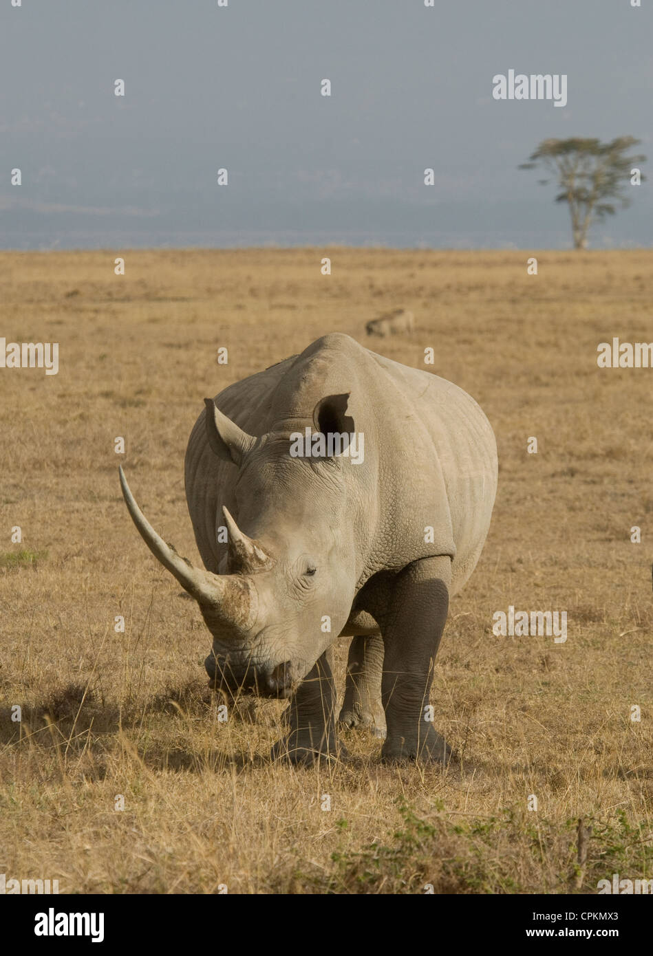 White rhino in plains Stock Photo