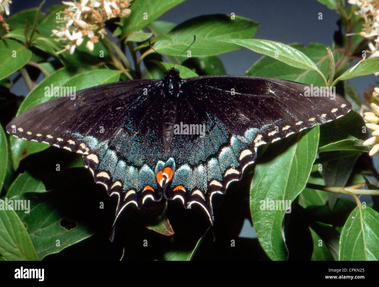 Eastern black swallowtail butterfly perched on leaves in summer, Missouri USA Stock Photo