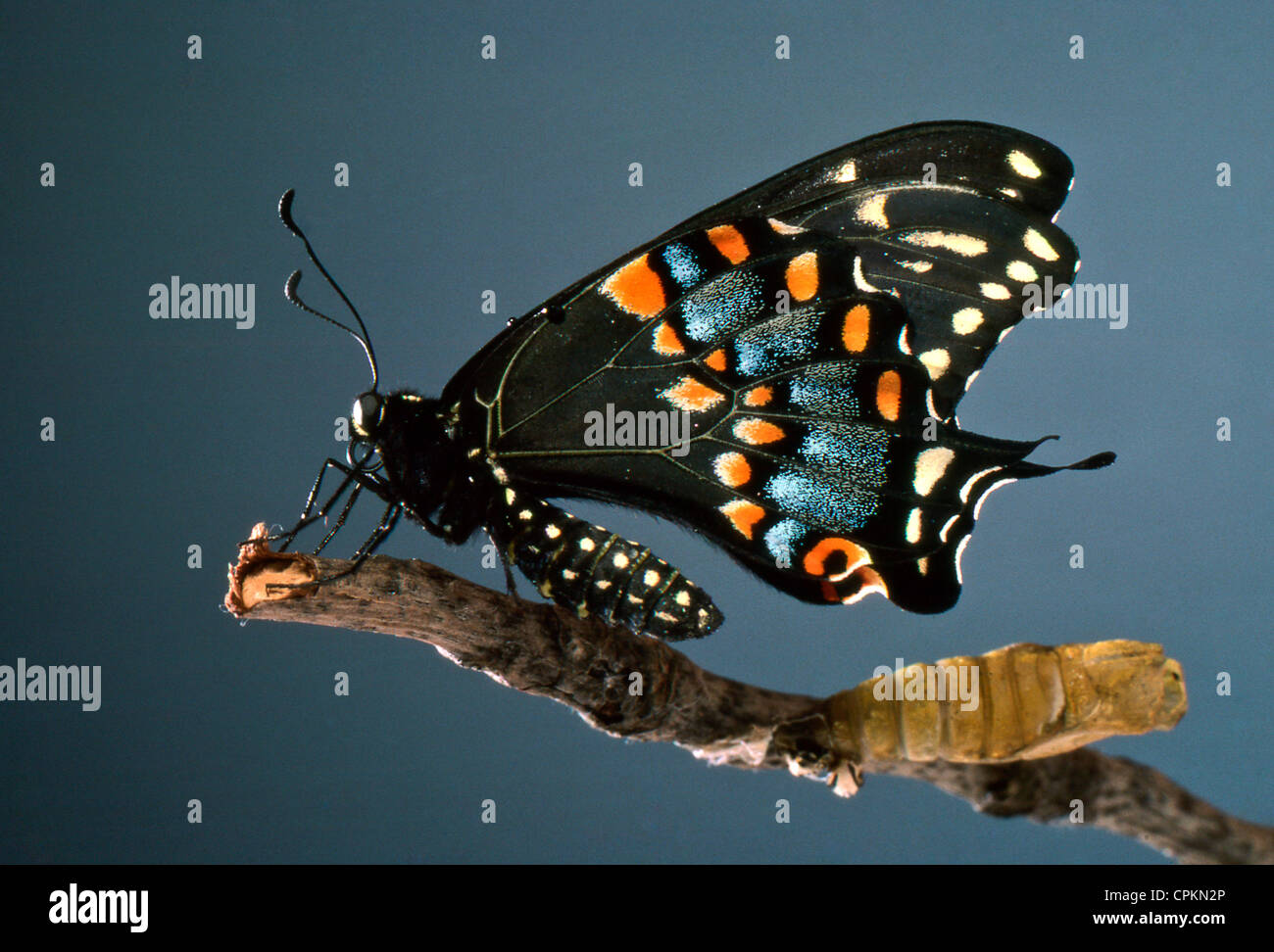 Tiger swallowtail just emerged from chrysalis letting wings dry, Missouri USA:  A series of transformation Stock Photo