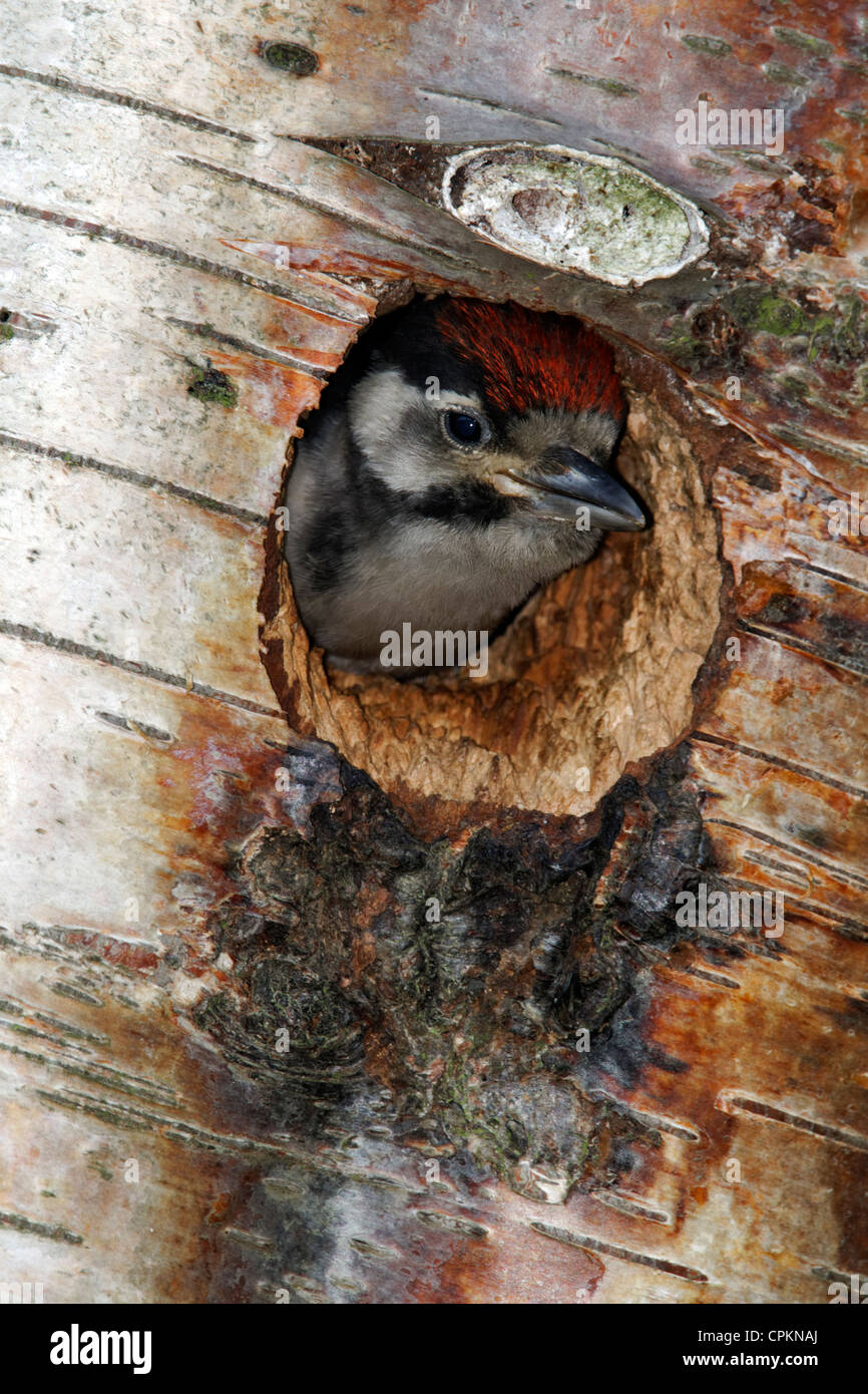 Great spotted woodpecker breeding hi-res stock photography and images