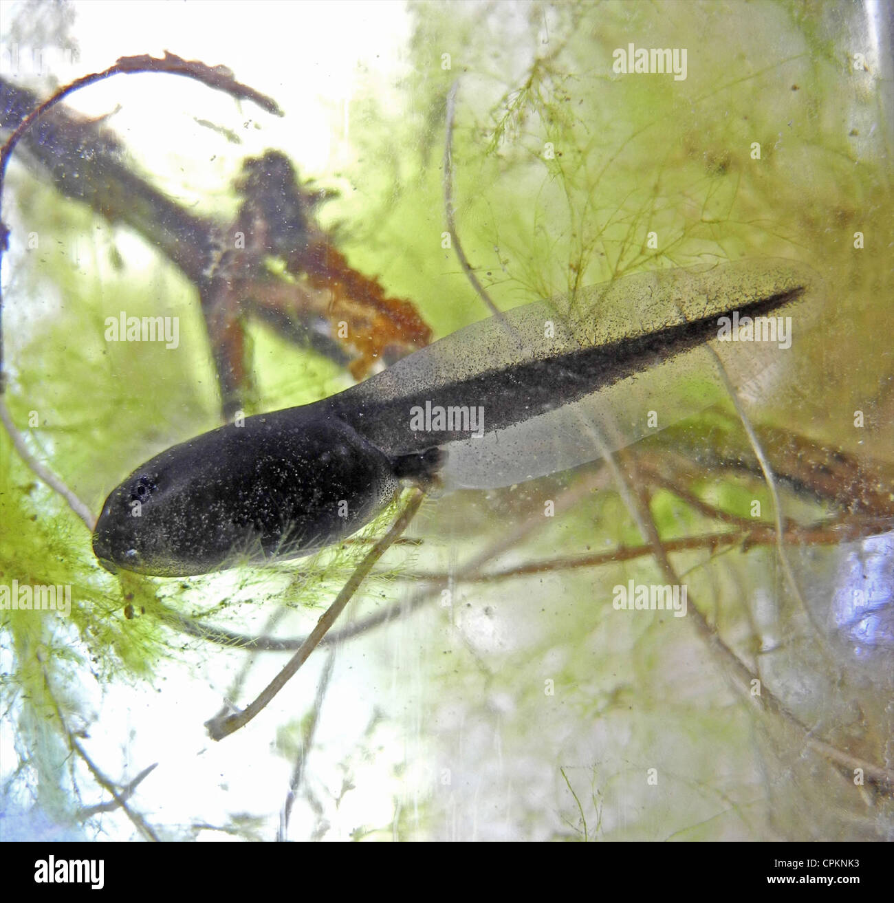 Tadpole tadpoles are a stage in the development of both frogs and toads