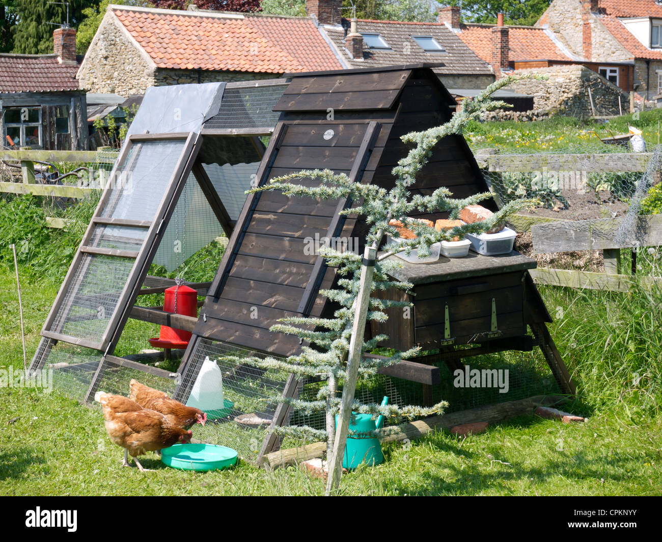 Free range hens with a hen house in a large garden in Kirkbymoorside