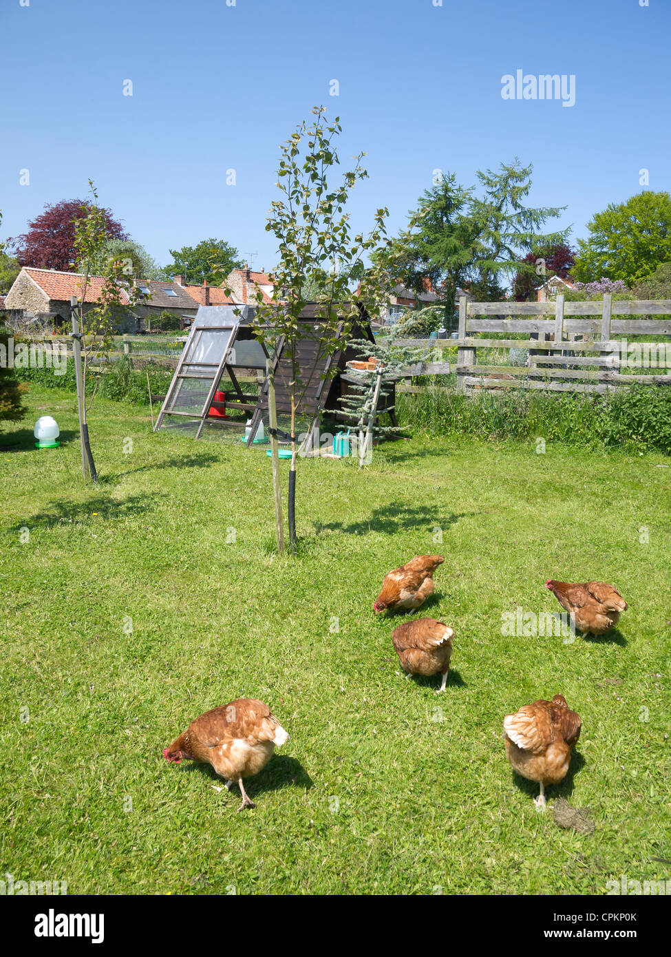 Free range hens with a hen house in a large garden in Kirkbymoorside North Yorkshire UK Stock Photo